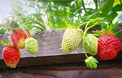 《机战少女Alice：模拟协奏曲》一条绫香·相河爱花·小芦睦海篇角色定制宣传片